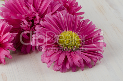 Pink daisy flowers