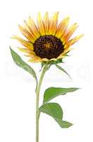 Sunflower flower