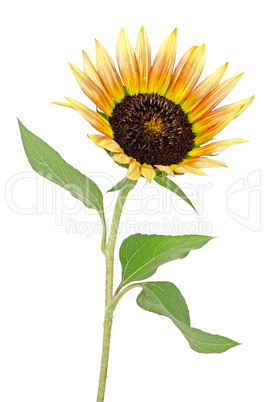 Sunflower flower