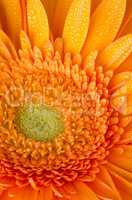 Orange gerbera daisy