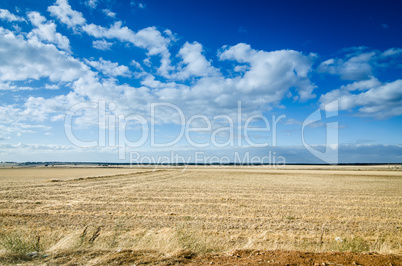 Wheat field