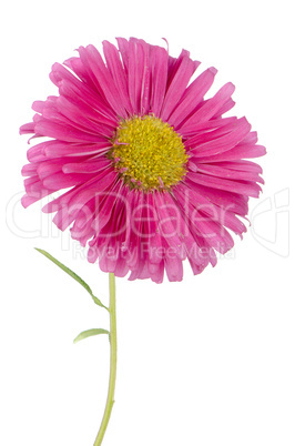 Pink daisy flower