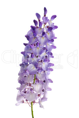 Wisteria flowers