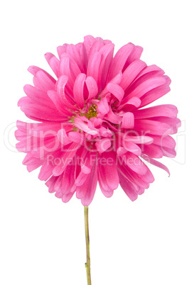 Pink daisy flower