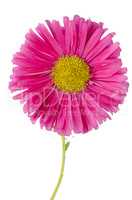 Pink daisy flower