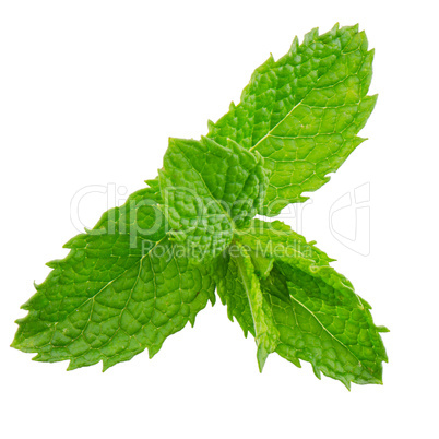 Fresh mint close up