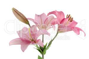 Pink lilies