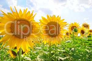 sunflowers on a background of blue sky