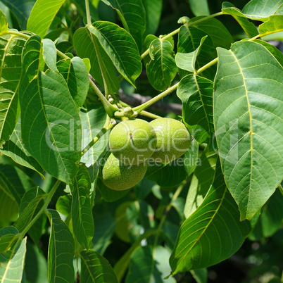 background of green leaves and walnuts