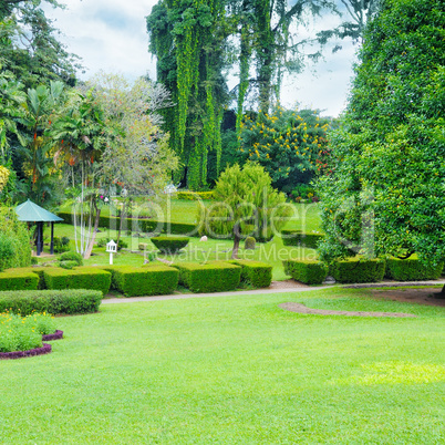 lawn and hedge in a summer park