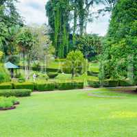 lawn and hedge in a summer park