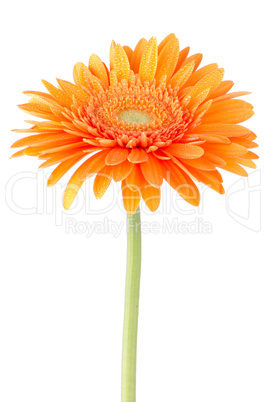 Orange gerbera daisy flower
