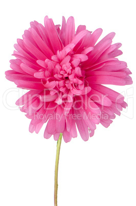 Pink daisy flower