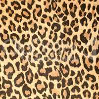 Leopard leather pattern texture closeup