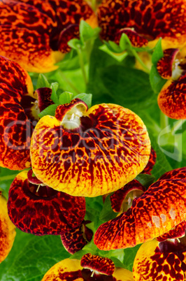 Closeup of yellow and red calceolarua flowers