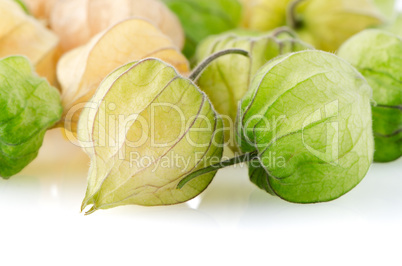 Physalis fruit