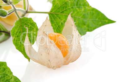 Physalis