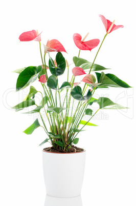 Beautiful Anthedesia anthurium