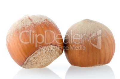 Two hazelnuts Two hazelnuts