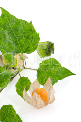 Physalis