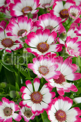 Beautiful pink flowers and green grass