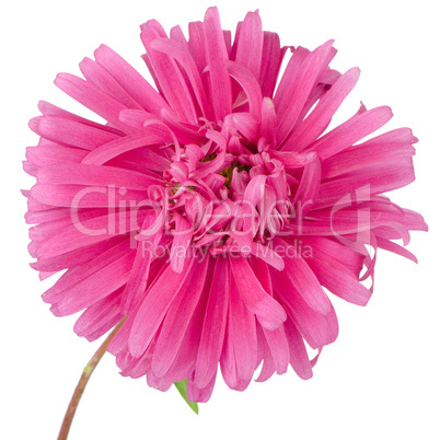 Pink daisy flower