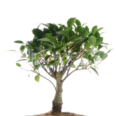 Chinese green bonsai tree