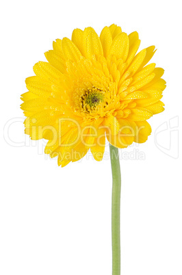 Yellow gerbera daisy flower