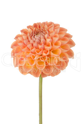 Orange dahlia flower