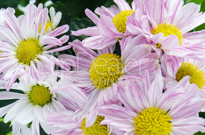 Beautiful Chrysanthemum flowers