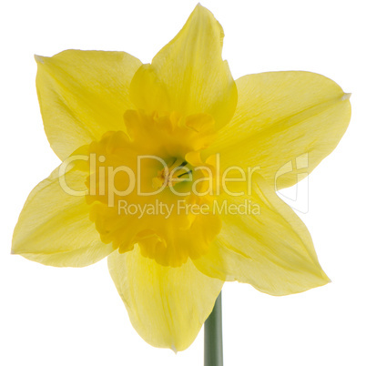 Jonquil flower