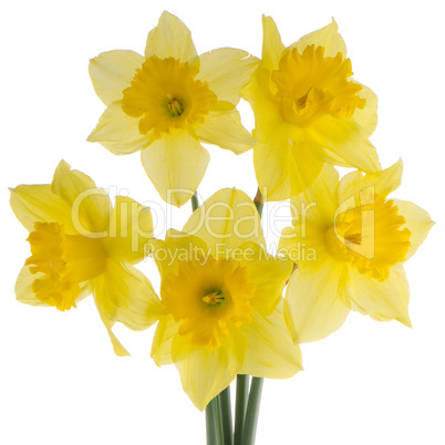 Jonquil flowers