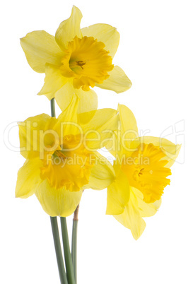 Jonquil flowers