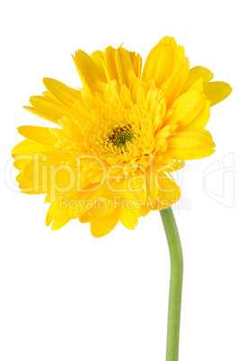 Yellow gerbera daisy flower