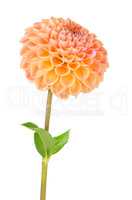 Orange dahlia flower