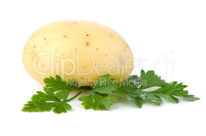 New potato and green parsley