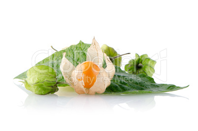 Physalis