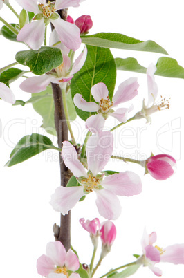 Closeup of Apple blossoms