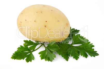 New potato and green parsley