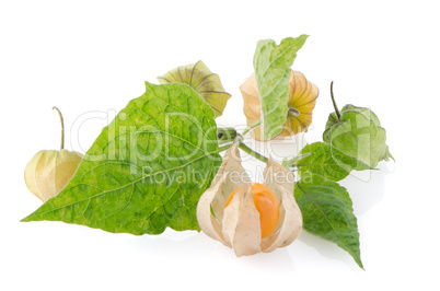 Physalis