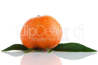 Fresh orange mandarin