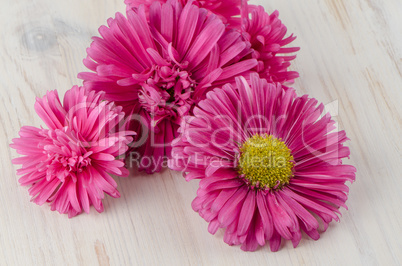 Pink daisy flowers