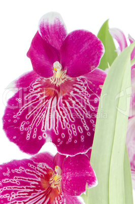 Pansy Orchid - Miltonia Lawless Falls