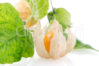 Physalis