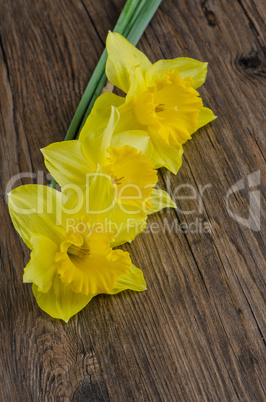 Jonquil flowers