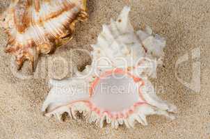Conchs and shells