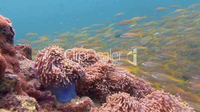 Huge schools of snappers fish in the Andaman sea near Thailand