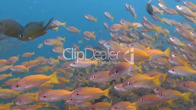 Huge schools of snappers fish in the Andaman sea near Thailand