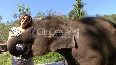 Very funny, friendly and gullible baby elephant in the elephant camp Phuket Thailand