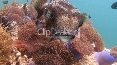 We have Breakfast at the coral puffer fish in Andaman sea near Thailand